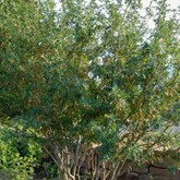 Siberian Peashrub